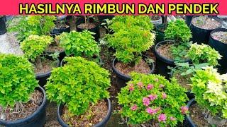 Cara buat bougenville pendek rimbun dengan di pruning seperti ini