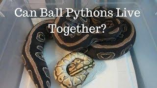 Can Ball Pythons Live Together In The Same Cage? - Benjamins Exotics