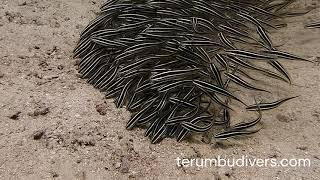 Cute and dangerous Catfish in Lombok - Gili