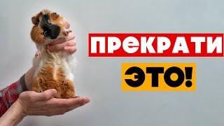 20 вещей которые ненавидят МОРСКИЕ СВИНКИ