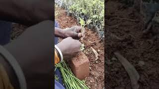 Budding technique in rose plants