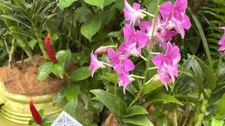 #Singapore Botanic Gardens  National Orchid Garden  VIP Orchid Garden  garden walking tour.