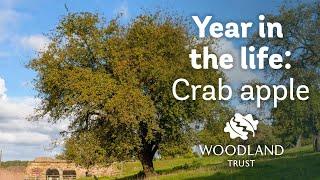 A Year in the Life of a Crab Apple  Woodland Trust