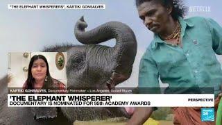 The Elephant Whisperers Short film depicts bond between couple and orphaned elephant • FRANCE 24