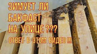 Бакфаст НЕ зимует на улице? Смотрим состояние пчëл бакфаст при зимовке на улице.