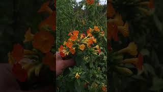 Arbusto de la Mermelada - Streptosolen jamesonii