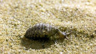 This Antlion is a Devious Cold-Blooded Killer