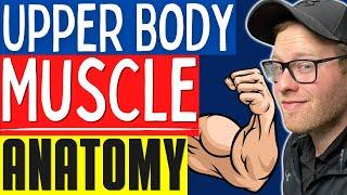 Muscular Anatomy For NASM and ACE Personal Trainers  Learn Basic Upper Body MusclesAnatomy