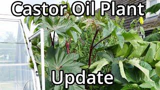 Giant Castor Oil Plants End Of Year Update