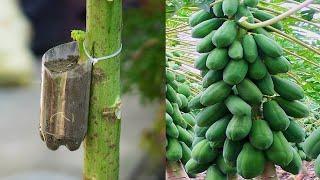 How To Grow Papaya With An Easy Stem The Method Of Growing Papaya From Cuttings Is 100% Successful