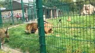 Lions fighting at Blackpool Zoo