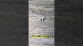 Wolf Pauses To Take A Dump In The Lamar Valley In Yellowstone