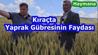 Ankara Haymana - Kıraç Buğdayda Yaprak Gübresi ile En İyi  Verim - Buğday Gübreleme