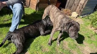 Cane Corso Dog breast feeding the biggest Puppy in the World.