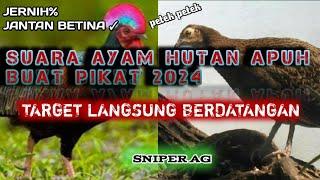 SUARA AYAM HUTAN HIJAU suara petek petek AMPUH 100% COCOK BUAT PIKAT terbaru 2024.