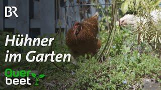 Hühner als nützliche Gartenhelfer