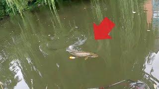 This Big Urban Canal Pike Needed My Help