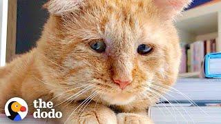 Sad Looking Cat Gets Adopted And Purrs For The First Time Ever  The Dodo