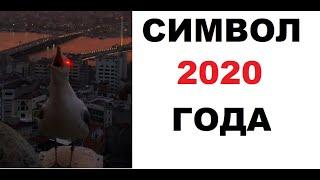 Лютые приколы. Символ 2020 года