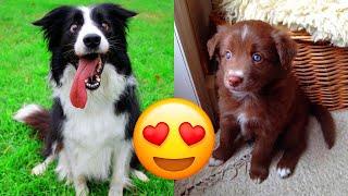 Border Collie — Cute And Hilarious Videos And Tik Toks Compilation