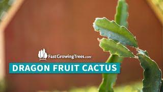 Dragon Fruit Cactus  FastGrowingTrees.com