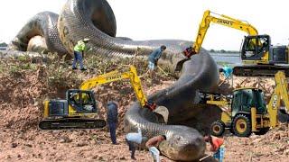 পৃথিবীতে পাওয়া সবচেয়ে বড় ১০টি সাপ  Top 10 Biggest Snakes In The World