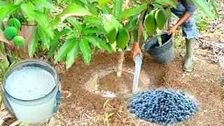 Best Npk Fertilizer For Mango Trees  Best Fertilizer