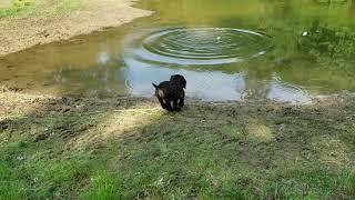 Cavern Kennels - Boykin Spaniel - 9 week old puppy training