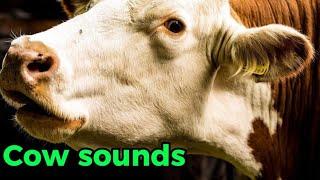 Real cow moo mooing sound and videoRemix of Animal sounds#cow #cowvideos #sapi #cebu #india #inek