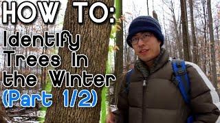 How to Identify Trees in the Winter Part 1