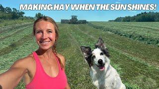 Dog Days of Summer on the Farm  Start of 4th Crop Hay