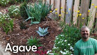 Awesome Blue Agave