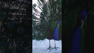 he stoped my way #dangerous peacock#peacock #peacockdance #dangerous #tamedbird