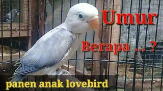 panen anakan lovebird yang ideal umur berapa hari... ?