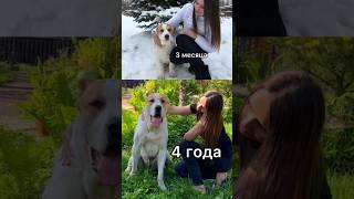 ТРАНСФОРМАЦИЯ ЩЕНКА АЛАБАЯ 3 месяца - 4 ГОДА  ALABAI DOG TRANSFORMATION #собаки #dogs #shorts