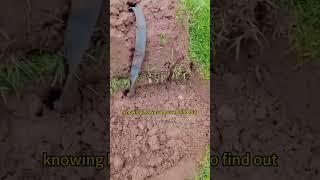 Rescuing a dog buried in the dirt#shortsvideo#shorts#Animal#cute#pet