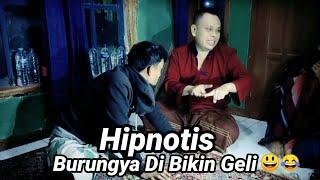  Hipnotis Hiburan Ngakak Abis Burungya Di Bikin Geli