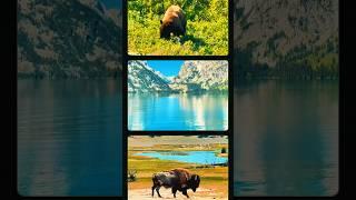 The Animal Kingdom of Yellowstone National Park #wildlife #bison #bear #moose