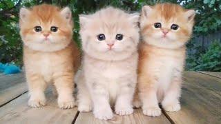 Three little Teddy kittens   Cutest Baby British kittens