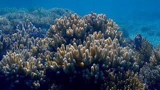 Soft Coral Paradise Coral Diving in the Solomon Islands