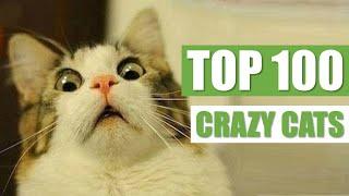 TOP 100 CRAZY CATS