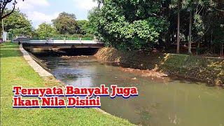 Meskipun Hanya Kali Kecil Tetapi Ikan Nilanya Sangat Banyak. Kali BSD Tangerang Selatan