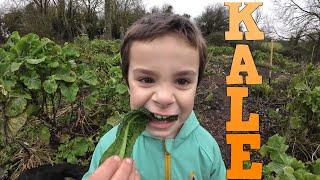 Perennial Kale Maintenance