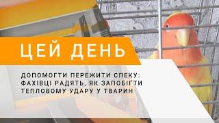 Допомогти пережити спеку фахівці радять як запобігти тепловому удару у тварин