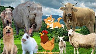 Farm Animal Sounds Cat Dog Chicken Cow Sheep Rabbit - Animal Sounds