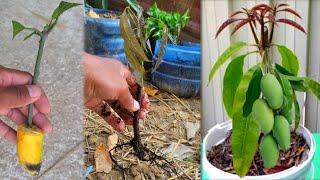 How to grow mango trees 100% successful Agri CAMBO