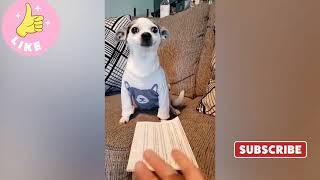 Try not to laugh Funny dogs videos compilation  cute dogs tiktok 