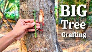 BIG MANGO TREE GRAFTING  How to graft on mango big tree  mango grafting techniques