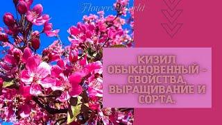 Кизил обыкновенный - свойства выращивание и сорта.