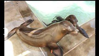 2 orphaned and injured California sea lions find home at Brookfield Zoo